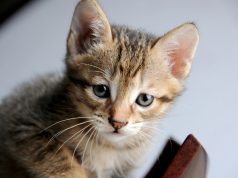 8 Funny Facts About your Furry Feline Friend