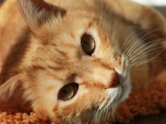 Kind-hearted Cat Nurses Sick Animals Better