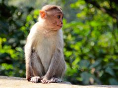 Justin Bieber Wants to Get Another Monkey