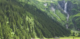 Express Recipes: How to make Creamy Papaya Raita