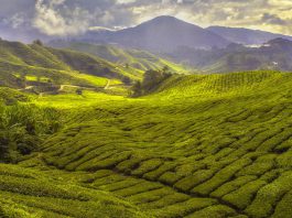 Heritage Museums & Gardens to Open with New Landscape