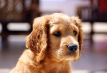 5 Things You Need to Know before You Get A Dog