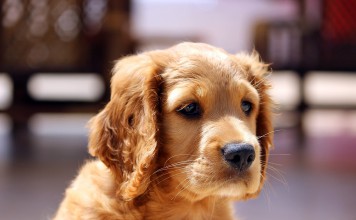 5 Things You Need to Know before You Get A Dog