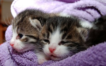 Banning Cats As Pets in the Next 10 Years