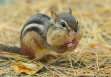 Amazing Facts about the Vampire Squirrel