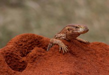 Cuban Couple Tame Massive Rodent