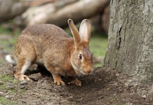 The Mystery Of The Vampire Rabbit