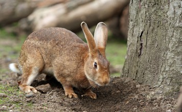 The Mystery Of The Vampire Rabbit