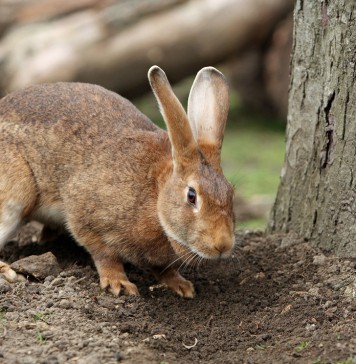 The Mystery Of The Vampire Rabbit