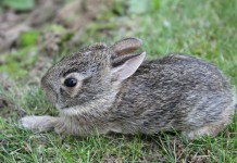 The Easter Bunny and Me