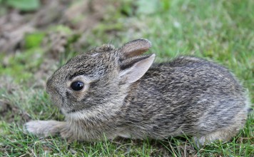 The Easter Bunny and Me