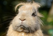 Unusual Rodents that Are Legal to Own