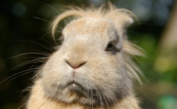 Unusual Rodents that Are Legal to Own