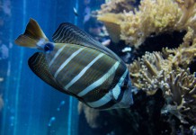 Finding Dory Poster Released