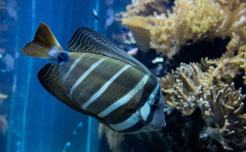 Finding Dory Poster Released