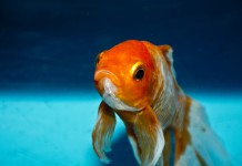 Spot Signs of Distress in Your Fish