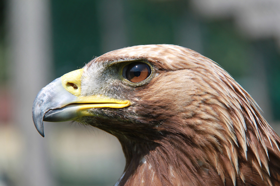 5 Ways to Prepare Your Backyard for Birds - Newspaper Animals News Demo