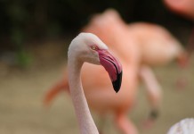 Exotic Birds Need Care Too