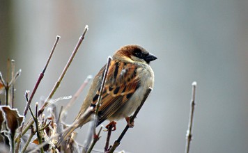Backyard Birds and Bird Feeders