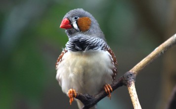 For the Birds and Butterflies