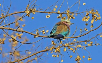 European Birds Species on the Decline