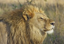 6 Surprising Facts about Lions