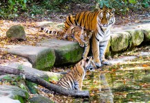 Pollution Affecting Tigers