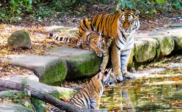 Pollution Affecting Tigers