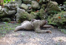 Male Sloths Are Not Lazy, Study Confirms
