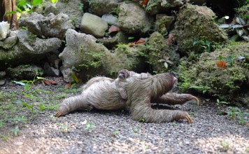 Male Sloths Are Not Lazy, Study Confirms
