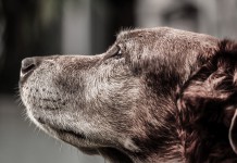 Leala The Pit Bull Saves The Life Of Her Friend