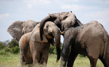 Lunch With A Side Of African Elephant