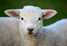 Why We Love Farm Animals