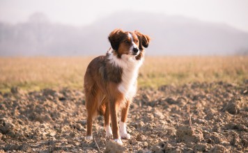 Farm Sanctuary Adds Third Shelter