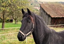 6 Surprising Facts About Farm Animal Intelligence