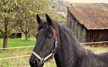 6 Surprising Facts About Farm Animal Intelligence