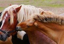 Tamaya is Horse Heaven for People Too