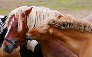 Tamaya is Horse Heaven for People Too