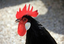 A New Look At Chickens