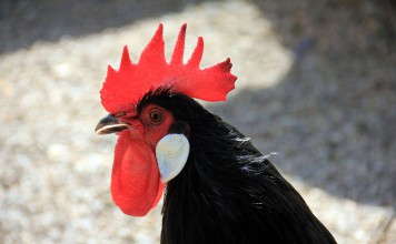 A New Look At Chickens