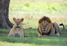 3 Ways of Saving Circus Animals