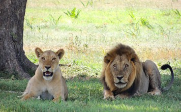 3 Ways of Saving Circus Animals