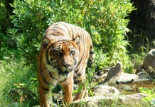 Honduras Bans Circuses