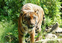 People Ask for Tougher Laws Against Animal Poaching