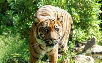 People Ask for Tougher Laws Against Animal Poaching