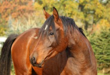 Protect Horses from Cruel Entertainment on World Animal Day