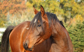 Protect Horses from Cruel Entertainment on World Animal Day