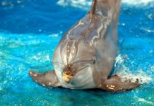 Dolphins are Wildlife, Not Entertainers