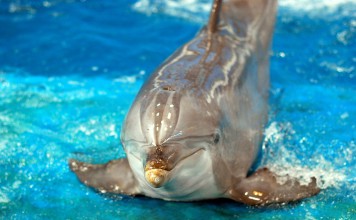 Dolphins are Wildlife, Not Entertainers