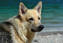 Air Canada Pilot Diverts Flight To Save A Dog’s Life